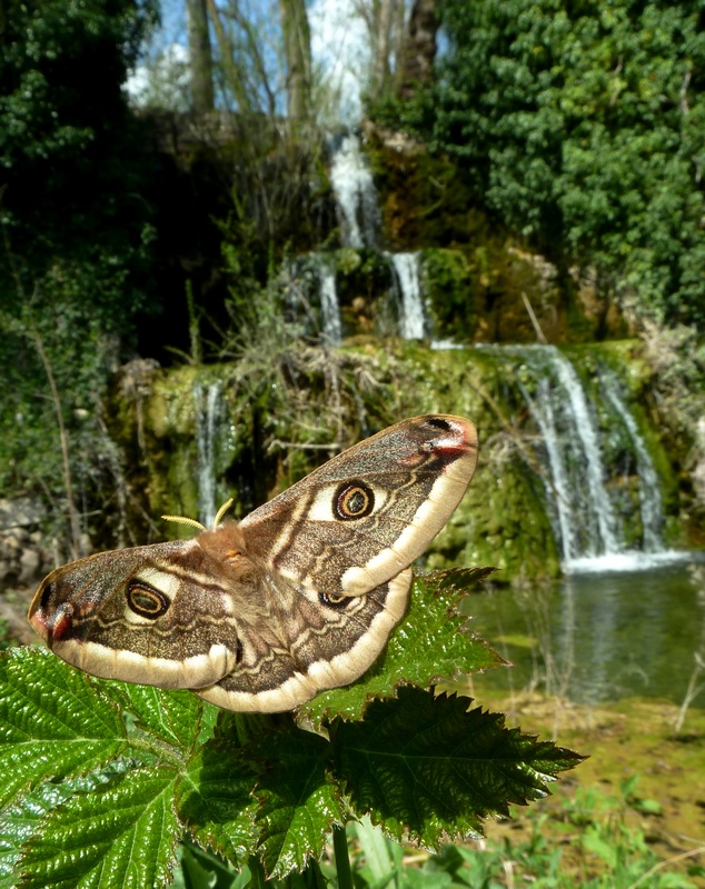 Saturnia pavoniella